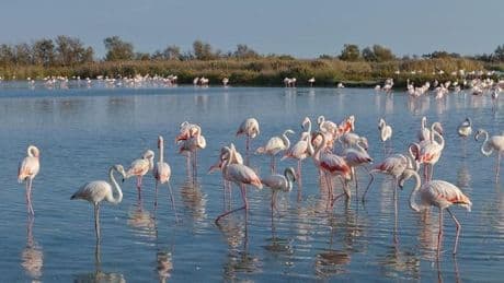 „Paradiesvogel“ breitet sich in Italien aus: Bauern verzweifelt
