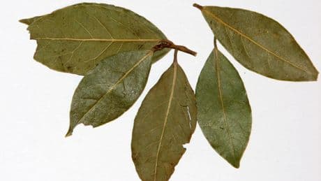 El truco de la hoja de laurel detrás de las puertas que deberías adoptar con la llegada del calor