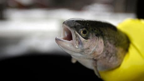 Some fish feel excruciating pain for up to 20 minutes after catch, scientists find