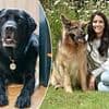 Pet expert reveals the REAL reason your dog has stopped eating this summer - and it's not always due to the heat