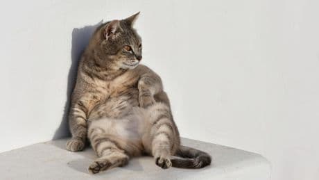 Anatomische Besonderheit: Katzen und ihr Schwabbelbauch – so wichtig ist die kleine Plauze
