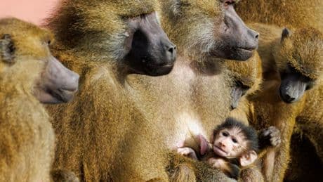 Tierschutz: Es gibt Schlimmeres, als Paviane im Zoo zu töten