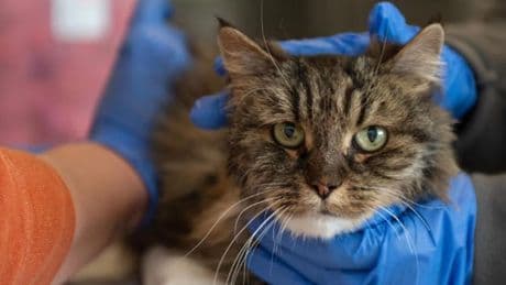 Kat raakt baasjes kwijt na val van 115 meter, maar wordt geadopteerd door degene die haar redde