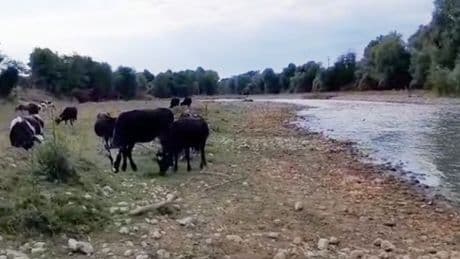 Mudurnu Çayı'nda tedirgin eden kirlilik! Binlerce canlı bu sudan içiyor...