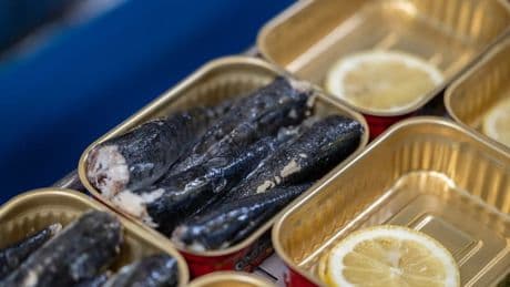 Mauvaise pêche, taille réduite... La sardine en boîte sera-t-elle la prochaine victime du réchauffement climatique?