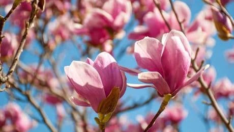 Extra-large Magnolia tree worth £60 gets slashed to half-price in time for late summer blooming