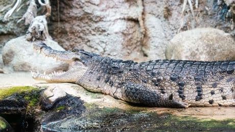Zoo asks people to donate their pets for food for its predators