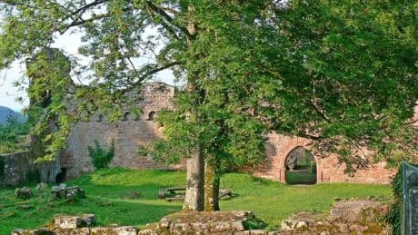 Der Wandertipp: Dschungelfeste im Odenwald