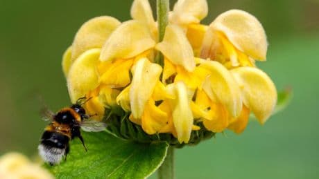 Wildbienen-Monitoring: Für die Wissenschaft: aktuelle Bilder von Hummeln gesucht
