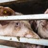 Geen rechtszaak, maar een klacht: Wakker Dier heeft nieuw middel tegen dierenleed bij Vion