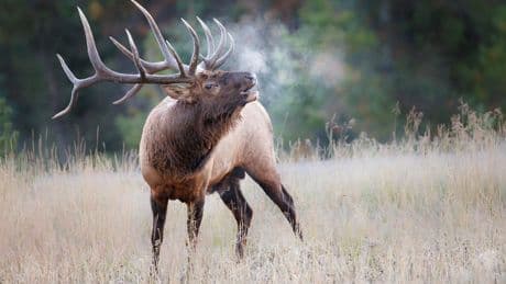 Elk shot, antlers sawed off in Squamish Valley over Labour Day weekend