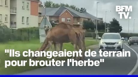Des automobilistes ont croisé des dromadaires sur la route en Seine-Maritime