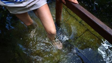 Naturheilkunde: Verband: Kneipp-Angebote in Thüringen immer beliebter