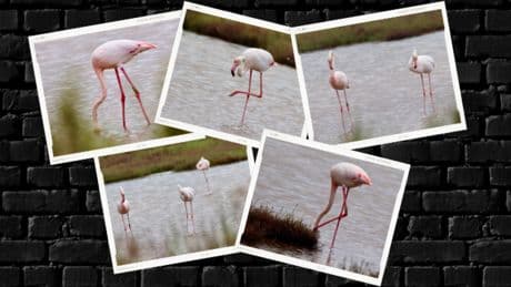 ¿Cuándo observar a los flamencos en el Delta del Ebro?