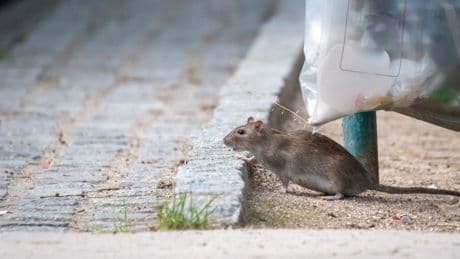 After Reports Of 'Cat-Sized Rats', We Need To Know: Are UK Rats Getting Bigger?