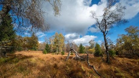 Umwelt: WWF: Saarland hat bei Energiewende viel Nachholbedarf