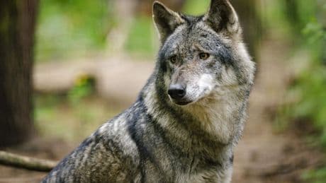 Wolf doodgeschoten na ontsnapping van locatie in Tegelen