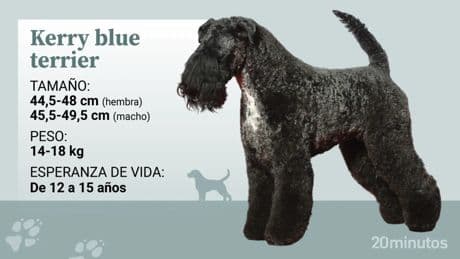 El kerry blue terrier, un perro con gran personalidad que necesita conocimientos y cuidados específicos