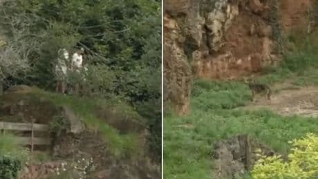 Una familia se cuela en el recinto de lobos de Cabárceno y es grabada por un 'tiktoker'