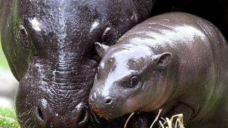 Eva, la hipopótama pigmea que se quedó sin su 'pareja' por las sanciones a Rusia