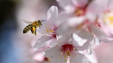16 kuriose Fakten  - Bienen haben Schweißfüße und heizen ihre Kinderstube