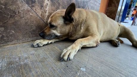 Fünf Sterne auf Google Maps - Alle lieben diesen Straßenhund