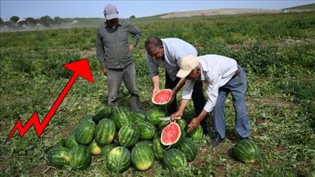 Üretici ağlıyor, tüketici yanıyor! Aradaki fark el yakıyor: Tarladaki 7 liralık ürün markette 40 liraya çıkıyor!