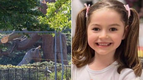 ‘Beautiful’ girl, 7, crushed to death by falling tree named