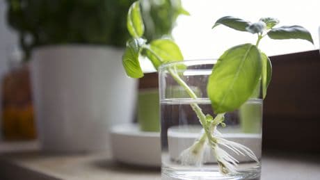 Frische Kräuter ohne Garten: So klappt"s im Wasserglas