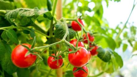 'Best' homemade fertiliser for tomato plants makes bigger fruit and keeps slugs away