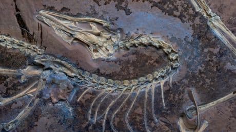 Flying dinosaur fossil with intact feathers reveals how first birds took flight