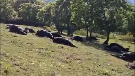 Tragisches Naturereignis - Blitz trifft 33 Pferde