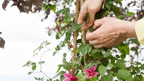 Plants to prune this weekend to 'encourage second flush' of flowers in summer
