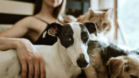 Tre giorni di congedo se muore il cane o il gatto. La proposta di legge
