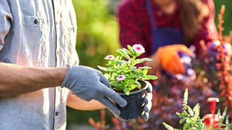 Get free garden essentials at UK supermarkets with cashback stack - you'll need one thing