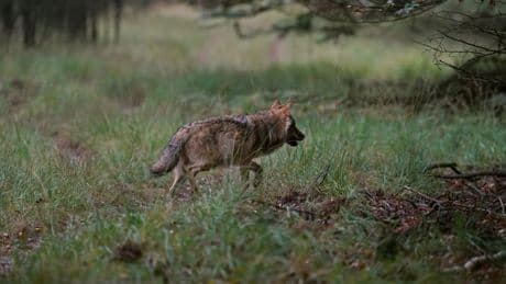 Gelderland geeft groen licht voor afschieten wolf na aanval op hardloopster