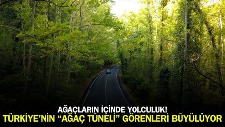 Bu tünel ağaçlardan oluşuyor! UNESCO Dünya Miras Listesi'nde bulunuyor: Doğanın insanoğluna sunduğu en ihtişamlı manzara