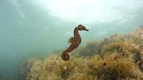 I cavallucci marini tornano nel mar di Taranto grazie all’Acquario di Genova