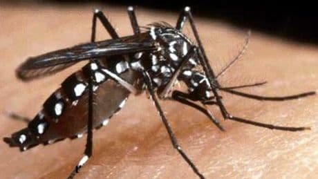 Virus Chikungunya, in Italia negli anni centinaia di casi autoctoni