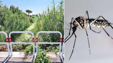 West Nile, paziente ricoverato in terapia intensiva a Latina. «Attivata una task force multidisciplinare»