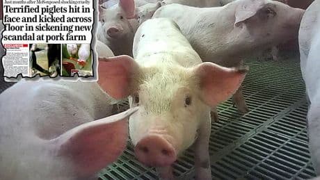 Cruelty claims knock £150m off pork producer Cranswick after second Mail probe at its farms