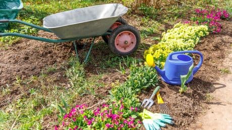 Unkraut entfernen: Diese Methode hält den Garten dauerhaft sauber
