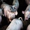Plus de 30 cochons sont morts dans un accident de la route en Bretagne