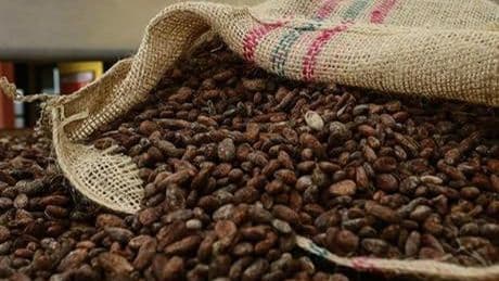 Emtia piyasasında kakao rallisi kendini göstermeye başladı