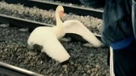 Sorge um Federvieh - Schwan legt U-Bahn lahm