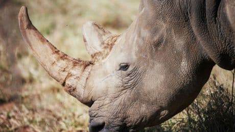 Afrika: 70 südafrikanische Nashörner für Arterhalt nach Ruanda gebracht