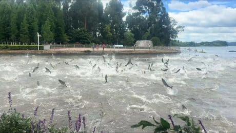 Surrealer Anblick - Ein See „spuckt“ Fische aus