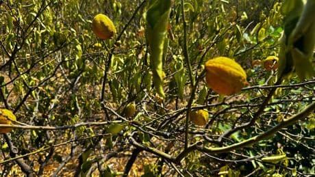 Mersin'de 1000 dönümlük limon bahçesi, susuzluktan kurudu