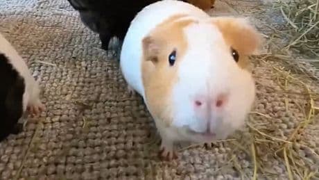 Prisoners ‘slaughtered and ate’ guinea pigs while working at animal shelter
