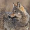 Bram mag dood. Maar hoe doe je dat, een wolf neerschieten?